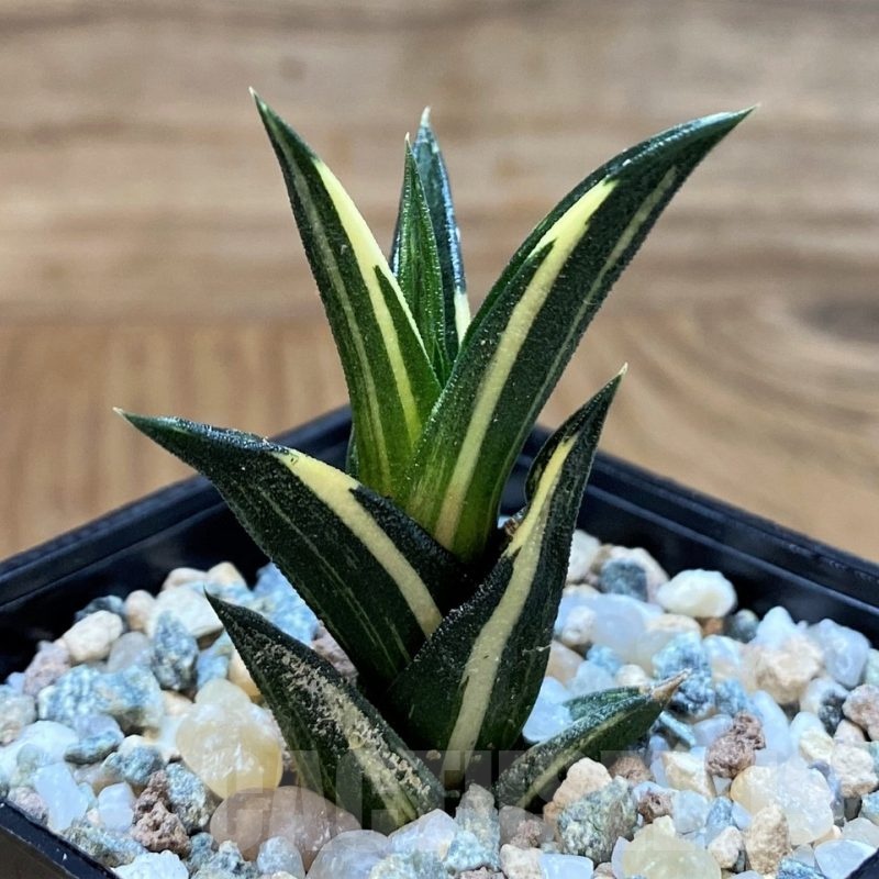 SH24472 Haworthia viscosa f. variegata