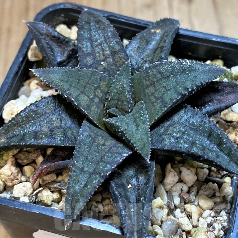 SH24473 Haworthia woolleyi x koelmaniorum