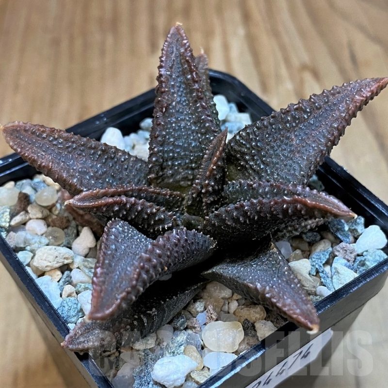 SH24474 Haworthia koelmaniorum