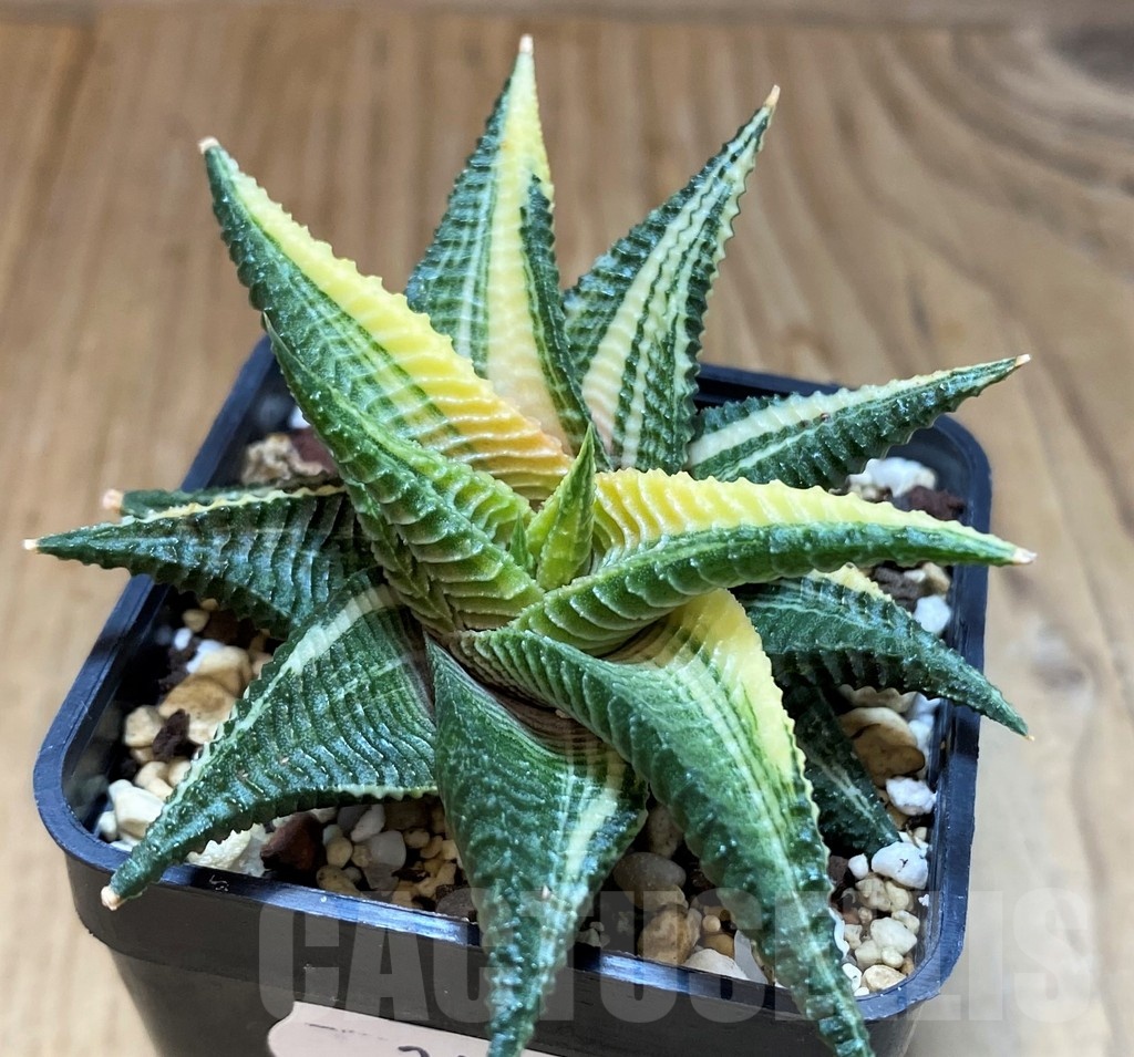 SH24475 Haworthia limifolia f. variegata - immagine 2