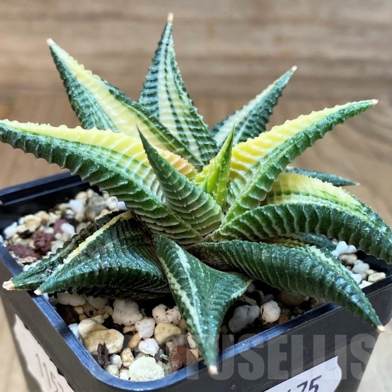 SH24475 Haworthia limifolia f. variegata