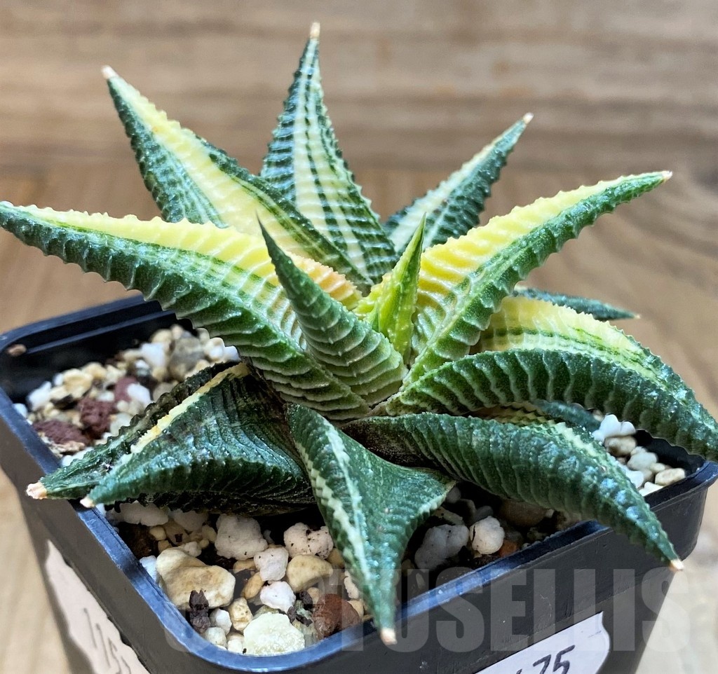SH24475 Haworthia limifolia f. variegata