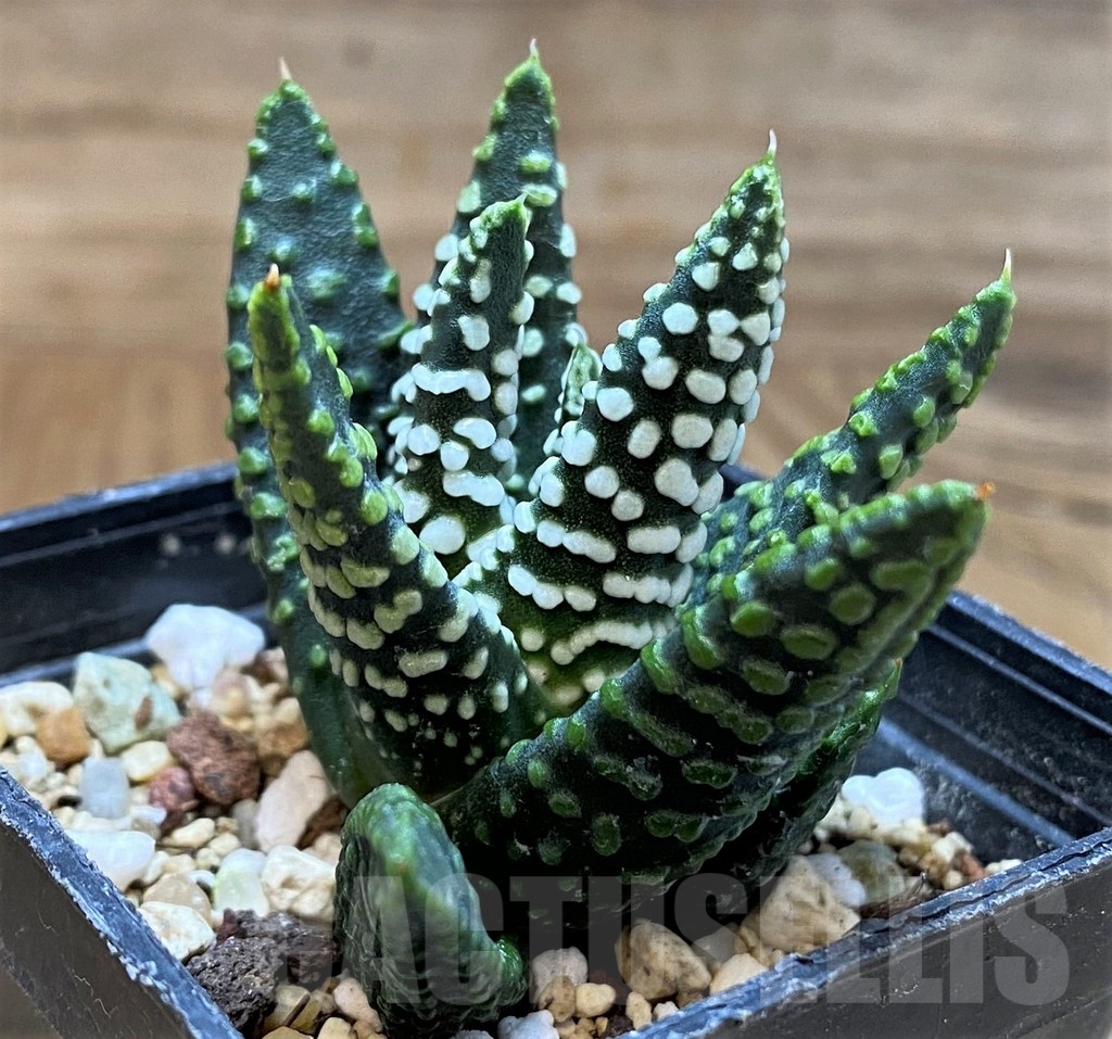 SH24476 Haworthia pumila - immagine 2