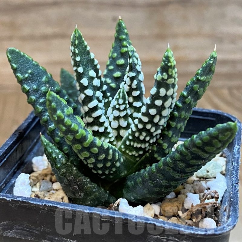 SH24476 Haworthia pumila