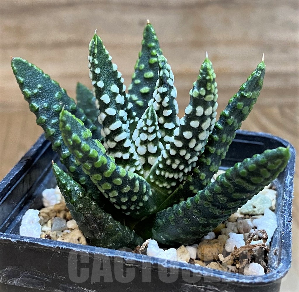 SH24476 Haworthia pumila