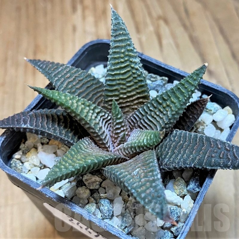 SH24477 Haworthia limifolia v. striata x koelmaniorum
