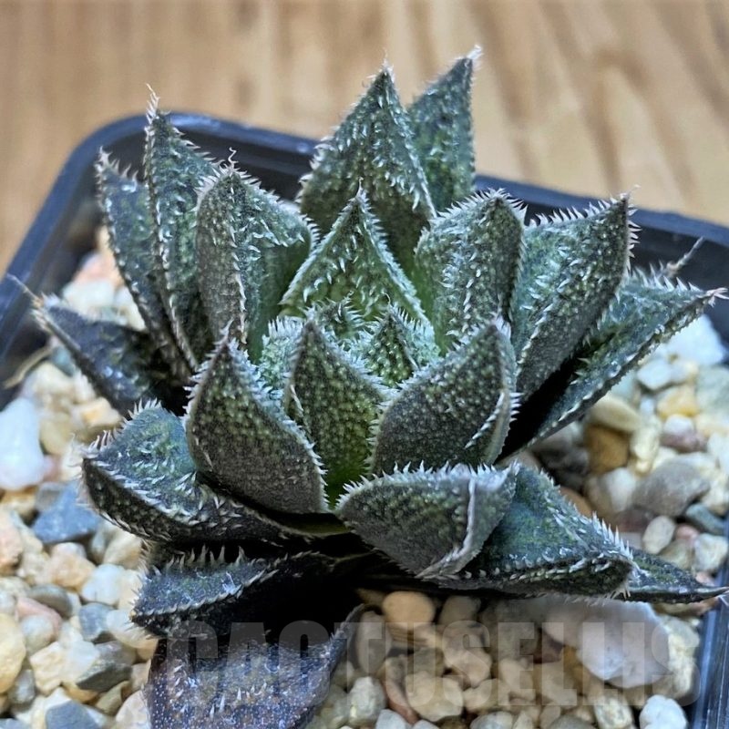 SH24478 Haworthia ‘Bunraku’ HKX-3, ex Cactus Nishi