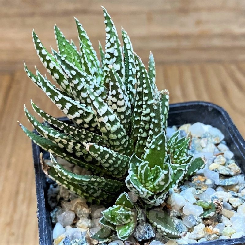 SH24479 Haworthia fasciata 'Alba' monstrosa