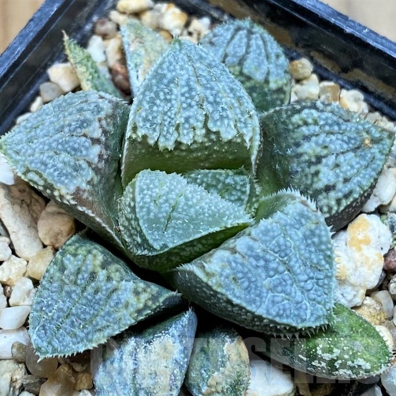 SH24480 Haworthia ‘Yuki No Sato’ hybrid