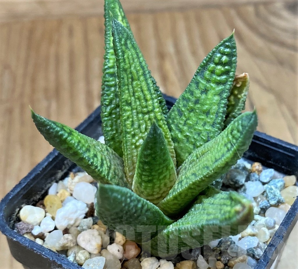 SH24481 Haworthia 'Marble Queen' - immagine 2