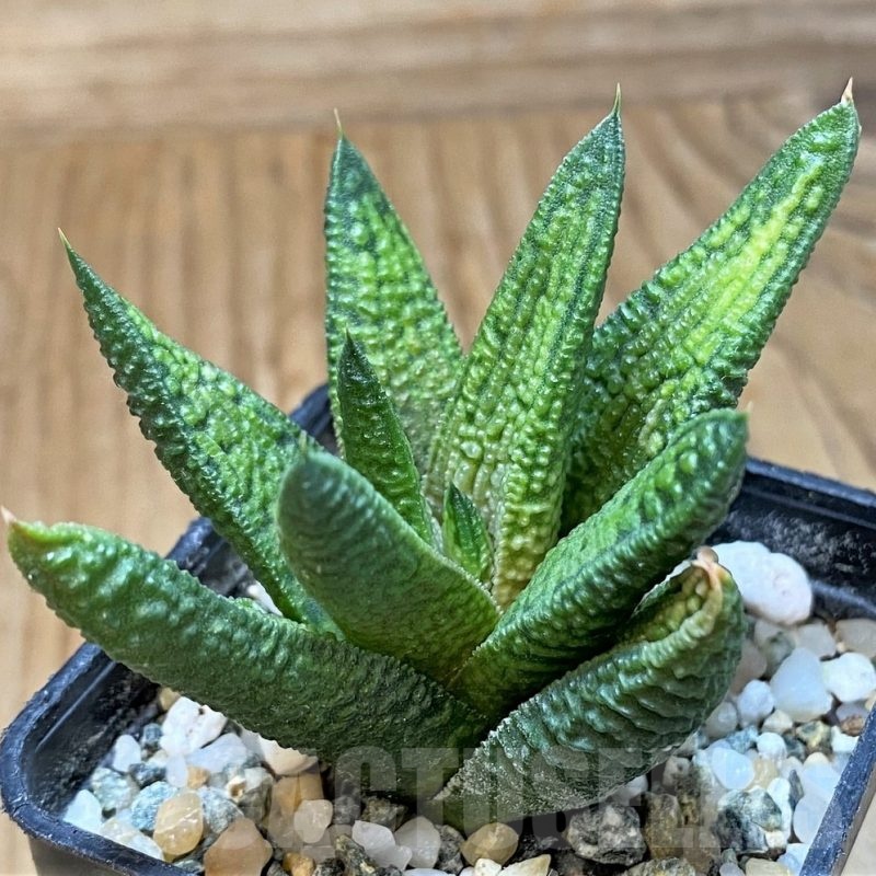 SH24481 Haworthia 'Marble Queen'