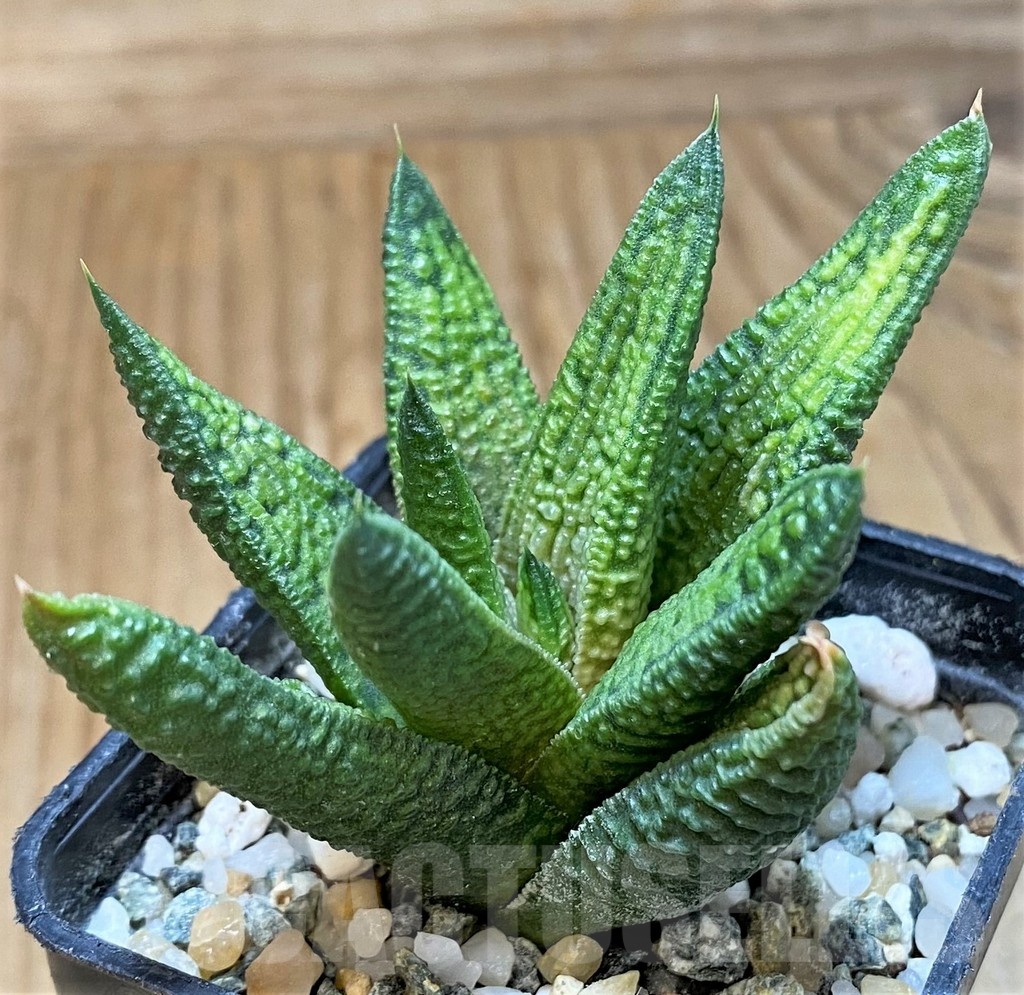 SH24481 Haworthia 'Marble Queen'