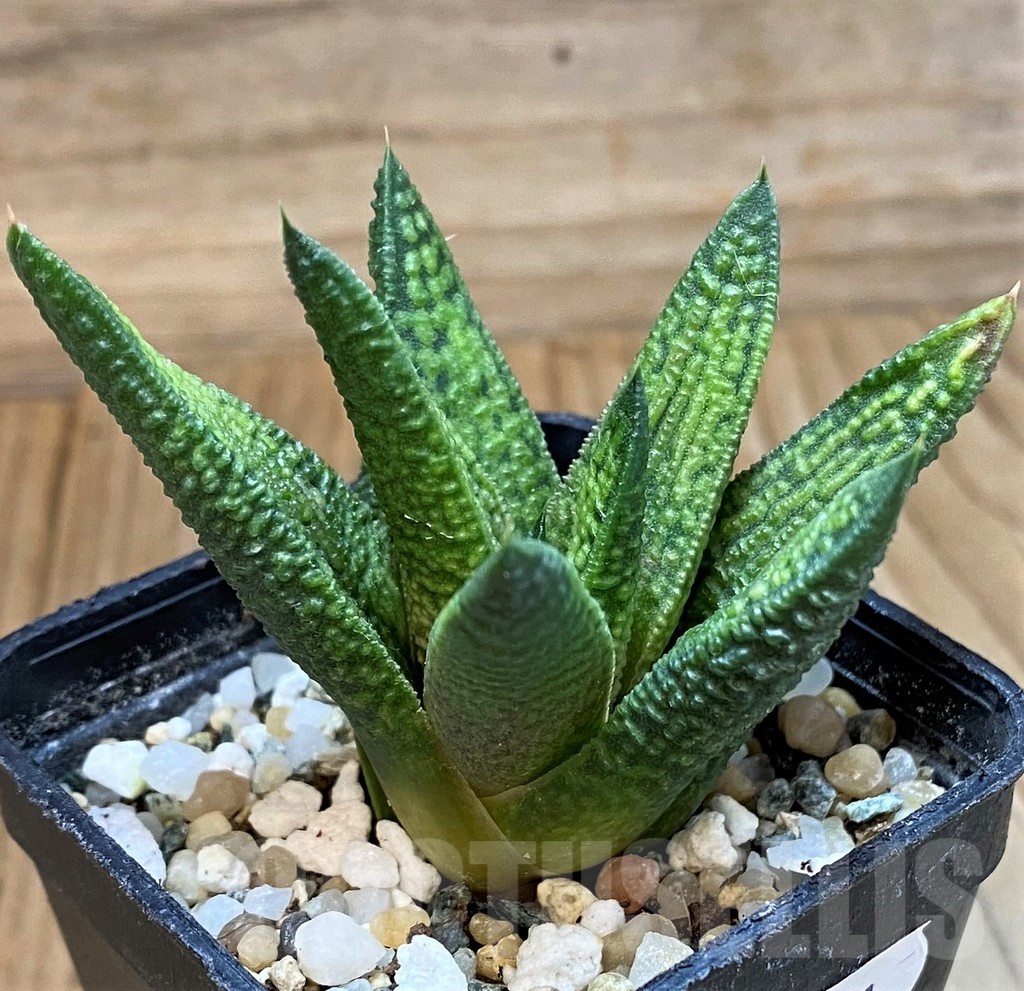 SH24481 Haworthia 'Marble Queen' - immagine 3