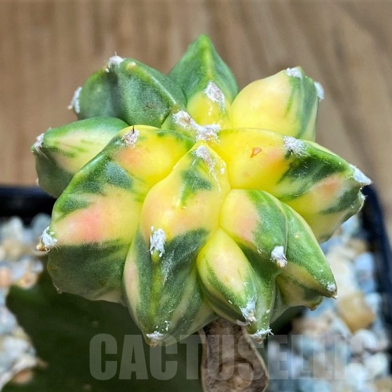 SH24455 Astrophytum myriostigma 'Kikko' f. variegata, grafted