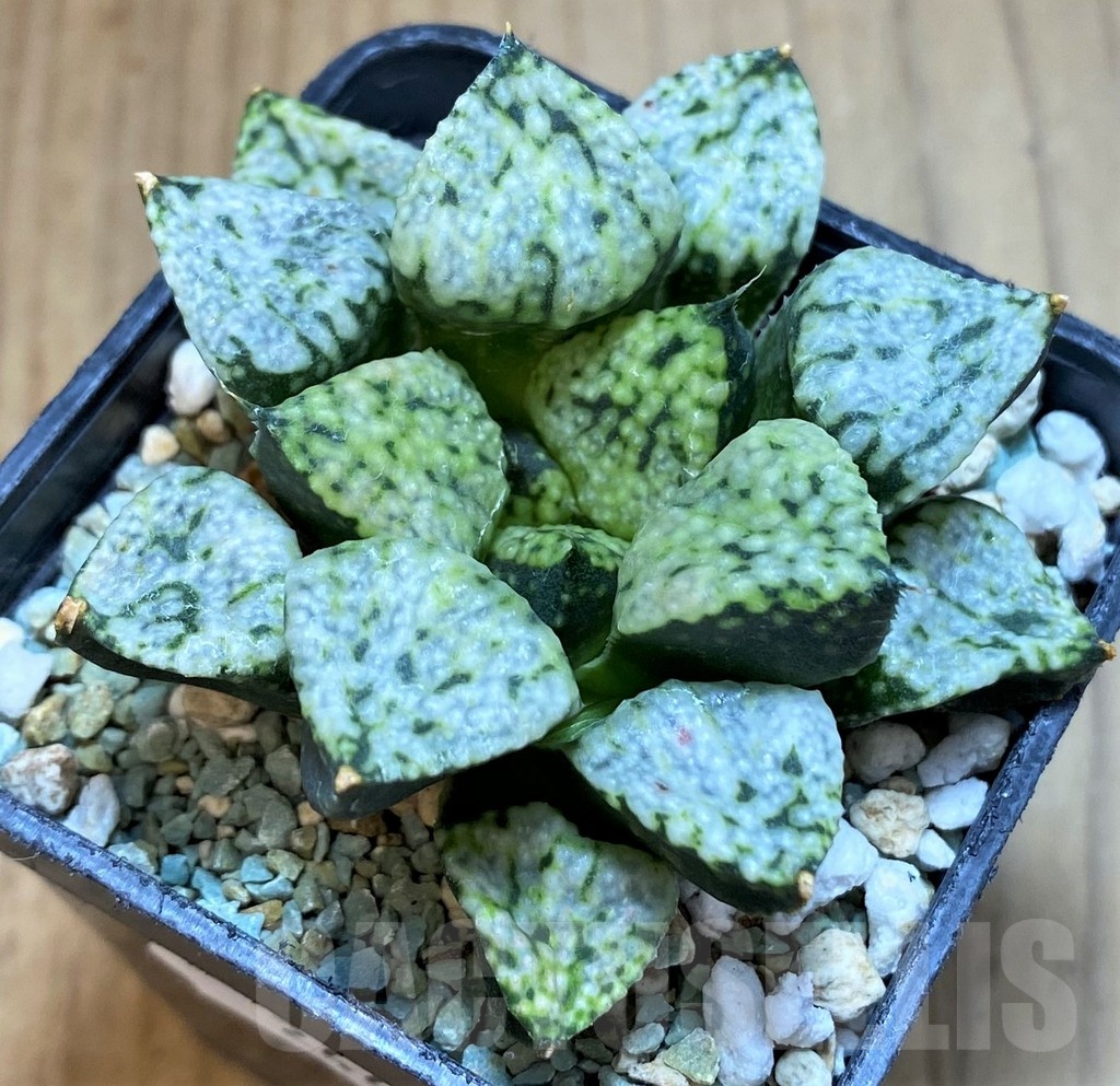 SH24482 Haworthia picta ‘Pandora’ - immagine 2