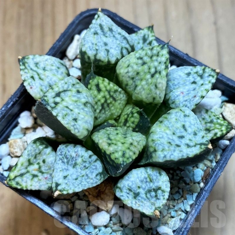 SH24482 Haworthia picta ‘Pandora’