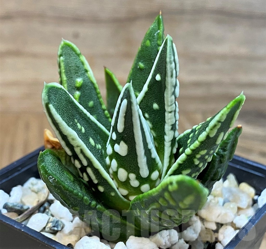 SH24483 Haworthia ‘Angel’s Tears’ - immagine 2