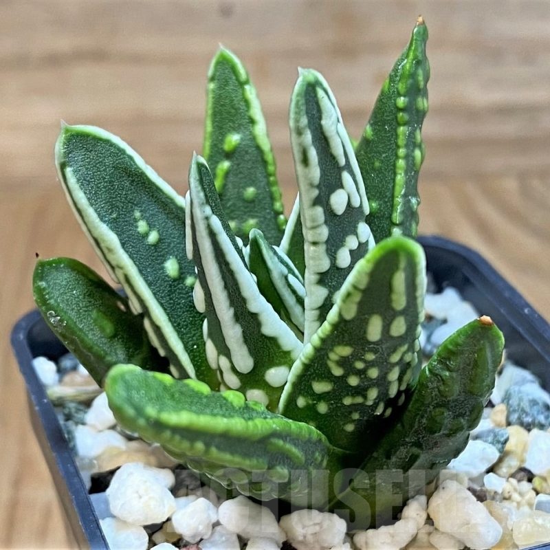 SH24483 Haworthia ‘Angel’s Tears’