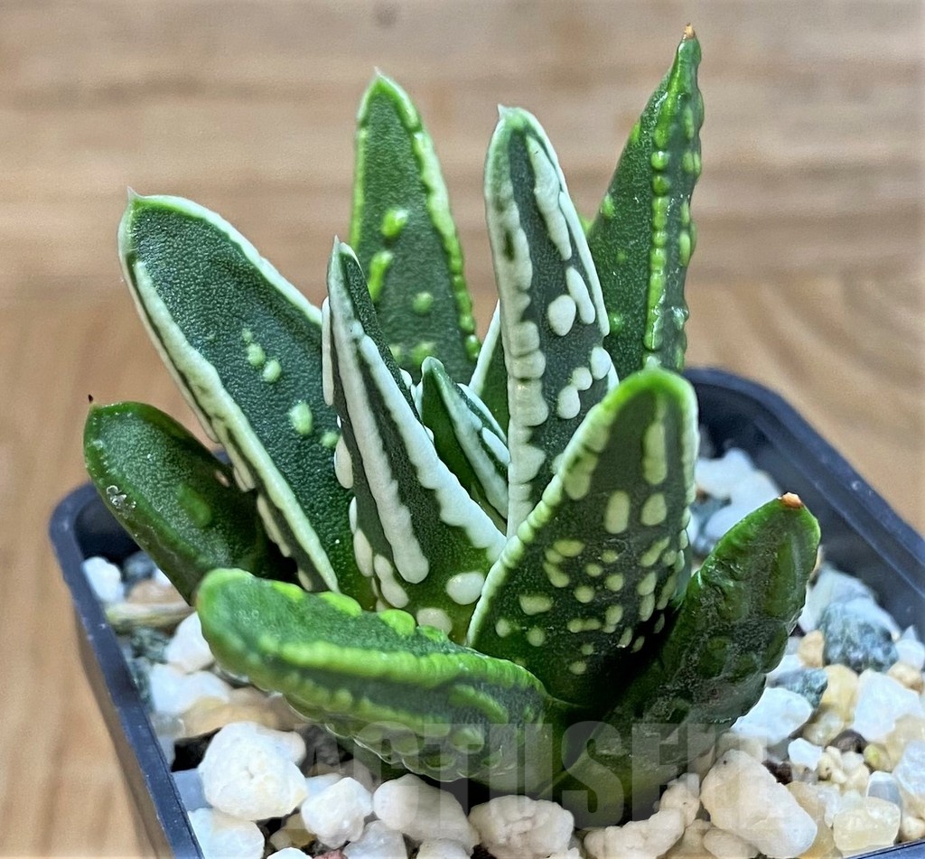 SH24483 Haworthia ‘Angel’s Tears’