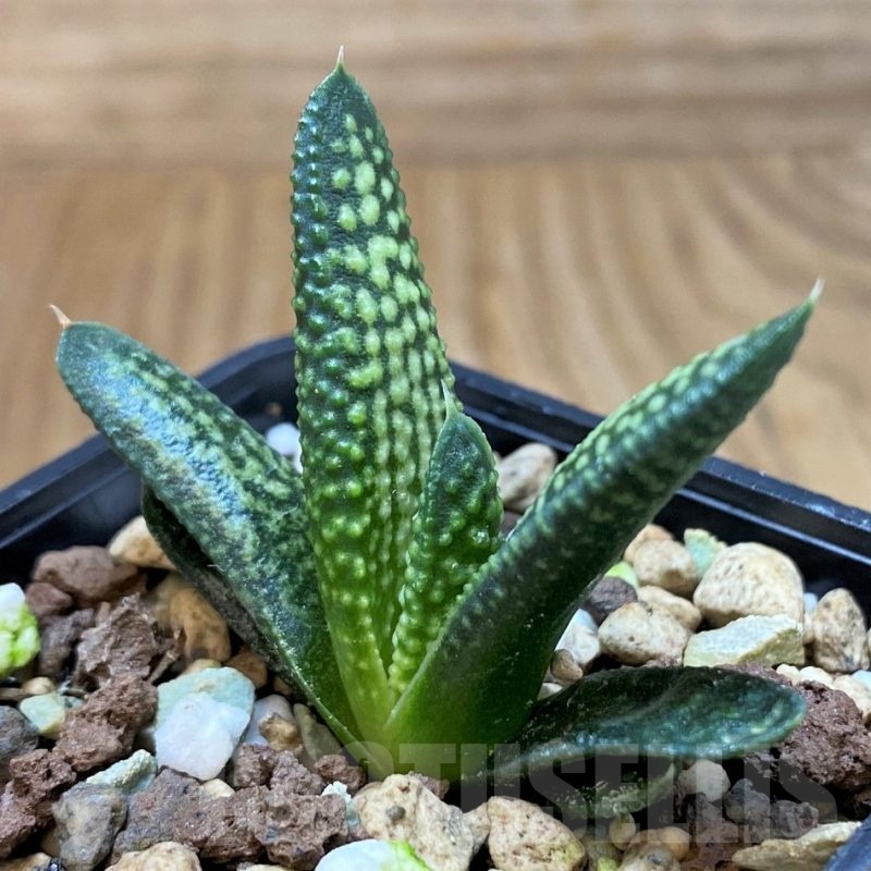 SH24484 Haworthia koelmaniorum x pumila