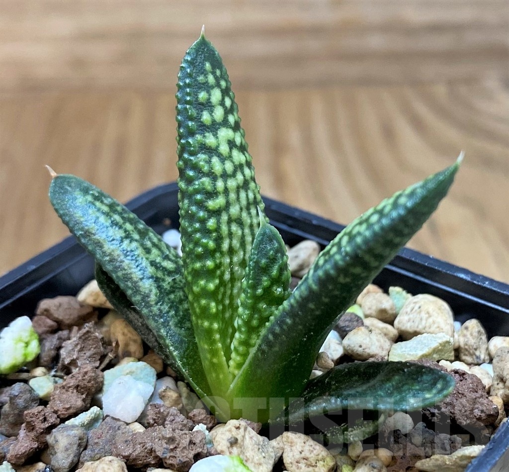 SH24484 Haworthia koelmaniorum x pumila