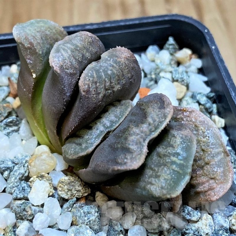 SH24485 Haworthia truncata x splendens Japan