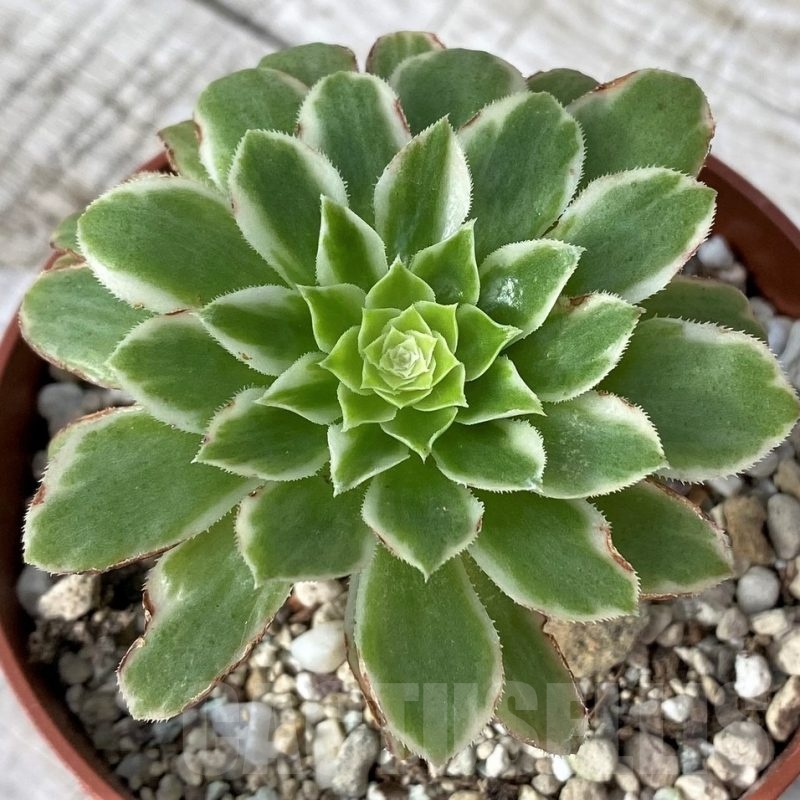 SH24557 Aeonium tabuliforme f. variegata