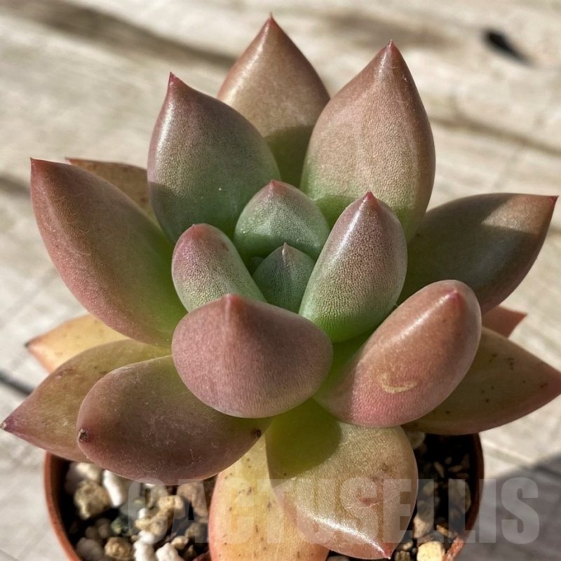 SH24586 Echeveria 'Pink Donna'