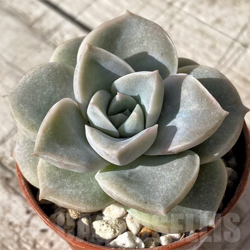 SHND24587 Graptoveria 'Lovely Rose'