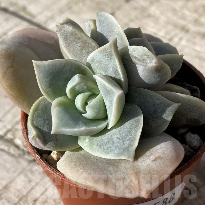 SH24588 Graptoveria 'Lovely Rose'
