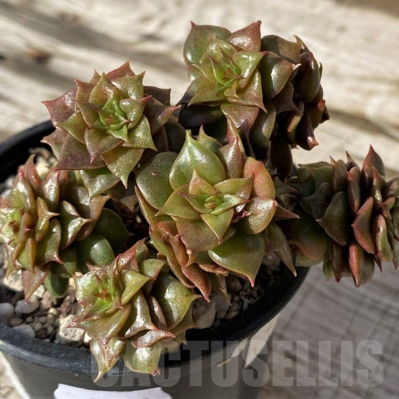 SH24589 Echeveria ‘Golden Flame’