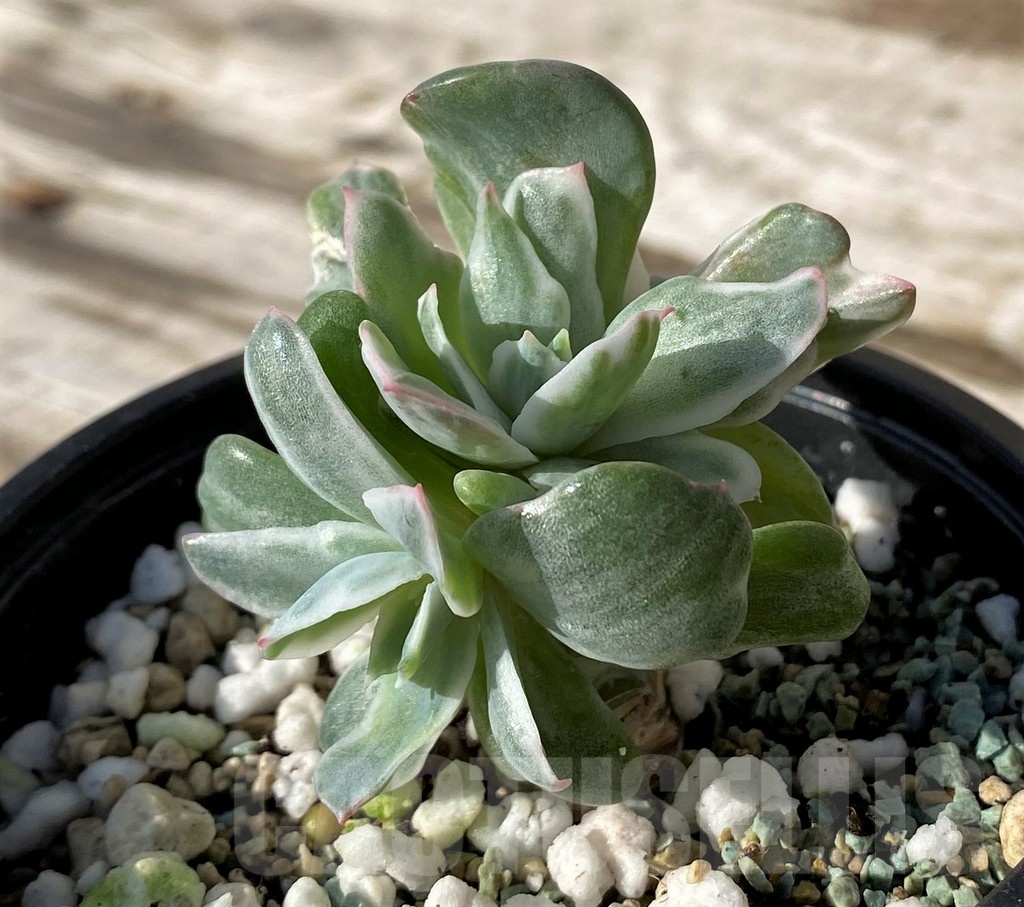 SH24590 Echeveria ‘Berkeley Light’ – Image 3