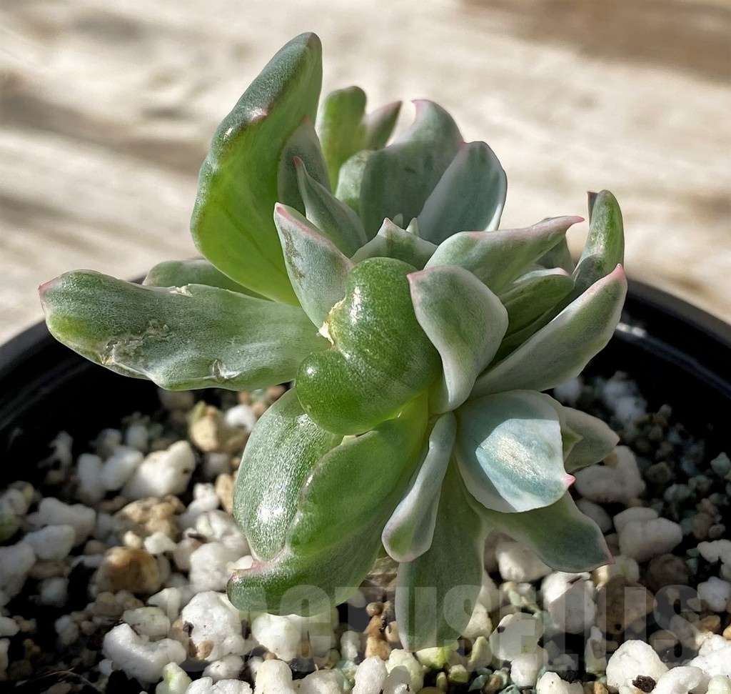 SH24590 Echeveria ‘Berkeley Light’ – Image 2