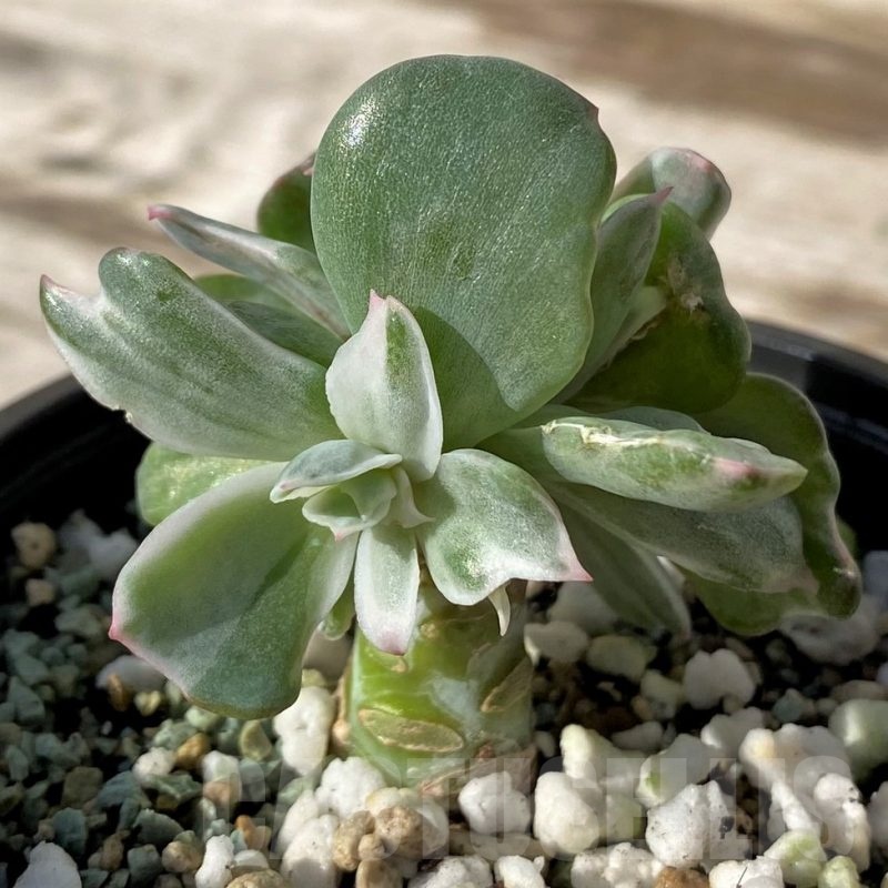 SH24590 Echeveria ‘Berkeley Light’