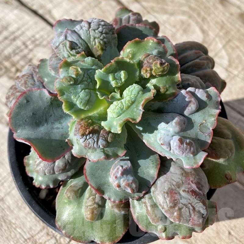 SH24591 Echeveria 'Etna'