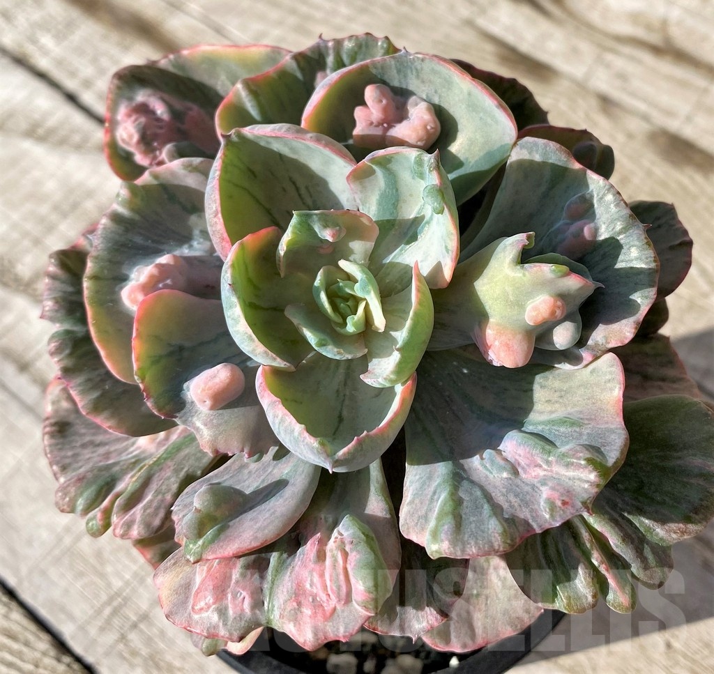SH24592 Echeveria ‘Beyoncé Rainbow’ - immagine 2