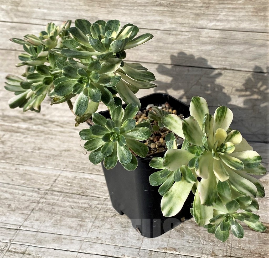 SH24558 Aeonium castello - Obrázek 2