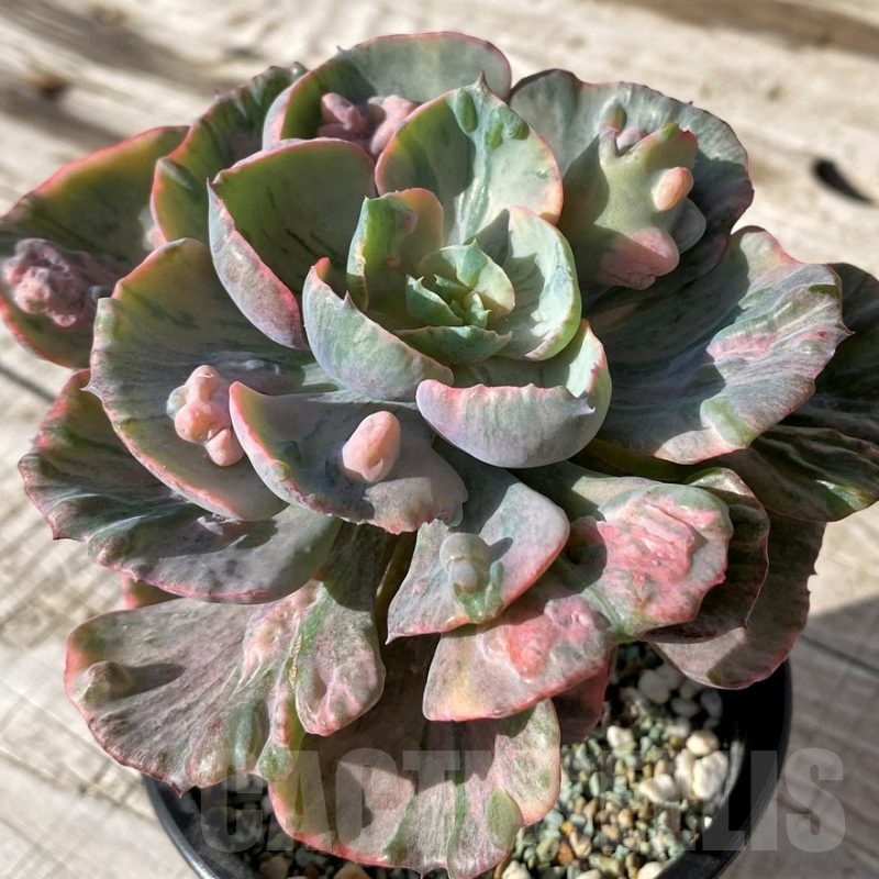 SH24592 Echeveria ‘Beyoncé Rainbow’