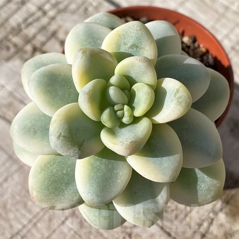 SH24594 Sedum clavatum f.variegata