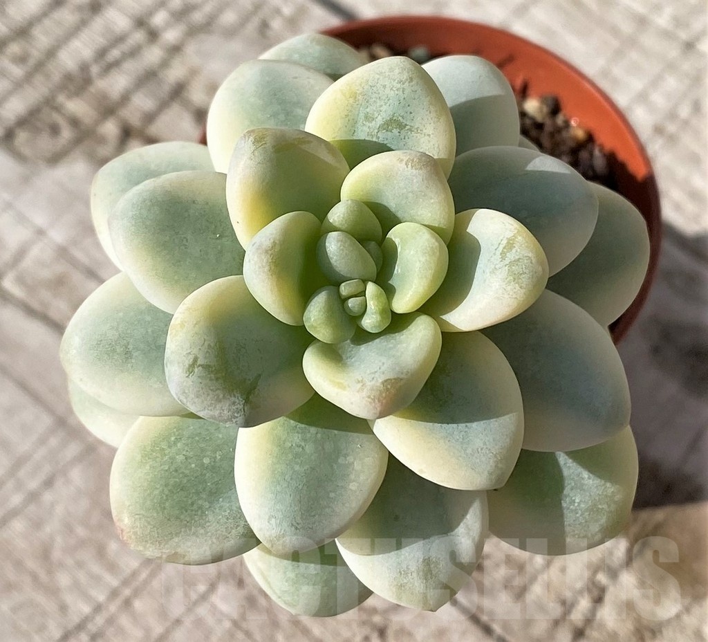 SH24594 Sedum clavatum f.variegata