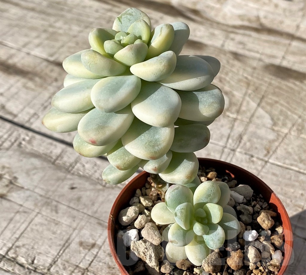 SH24594 Sedum clavatum f.variegata - Image 2