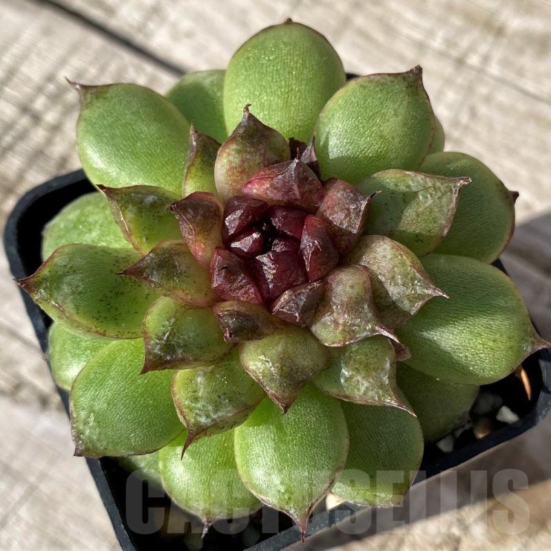SH24595 Echeveria ‘Red Crystal’