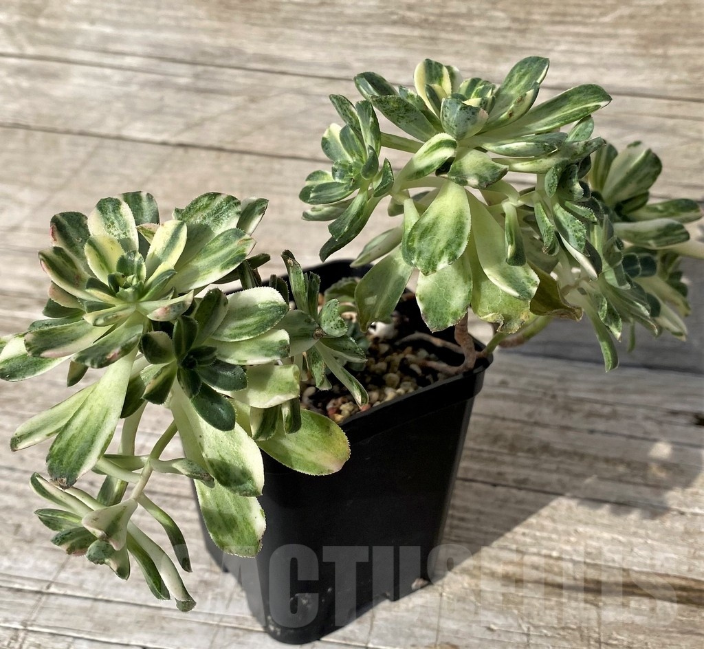 SH24558 Aeonium castello