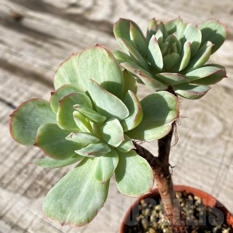 SH24596 Echeveria ‘Peach pride’ f. variegata