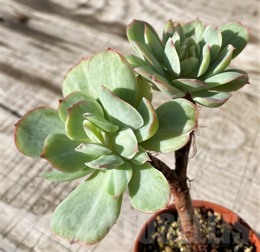 SH24596 Echeveria ‘Peach pride’ f. variegata