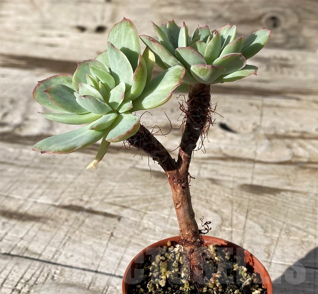 SH24596 Echeveria ‘Peach pride’ f. variegata – Image 2