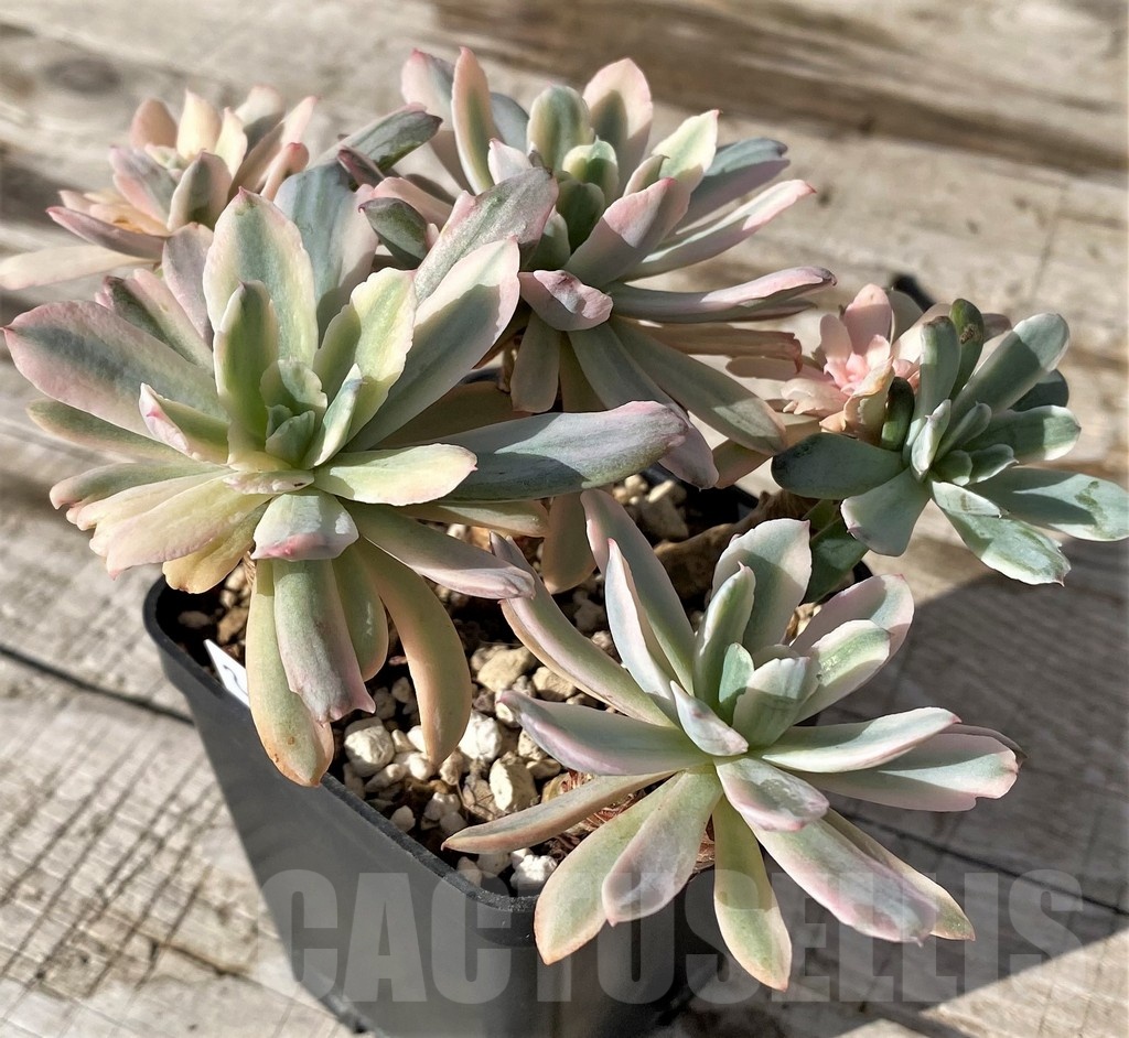 SH24597 Echeveria hoveyi f. variegata