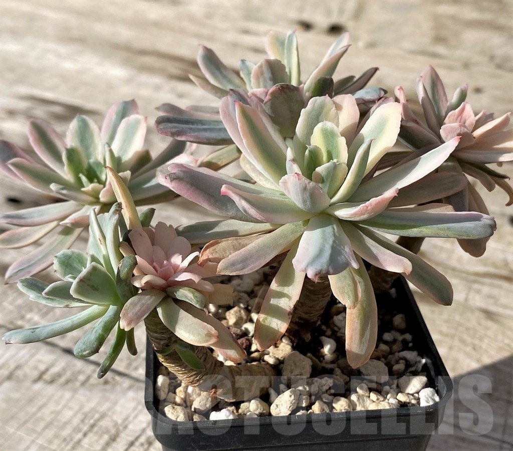 SH24597 Echeveria hoveyi f. variegata - Image 3