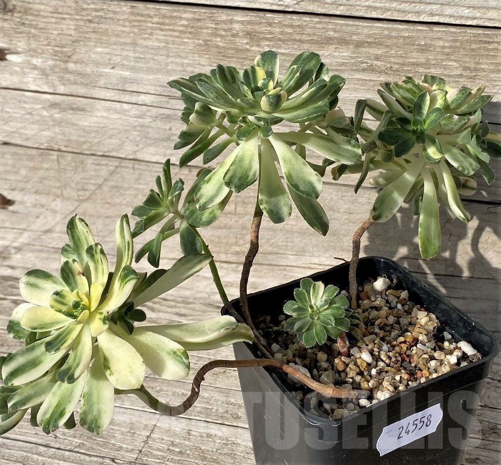 SH24558 Aeonium castello - Obrázek 3