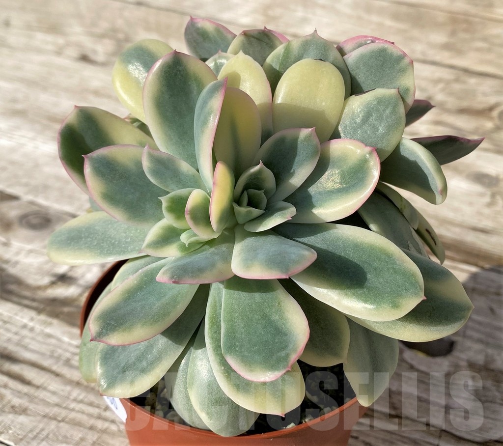 SH24600 Echeveria ‘Pink Vera’ f. variegata